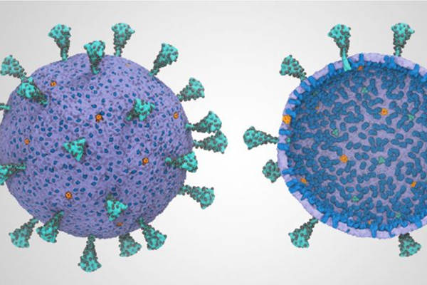 First Complete COVID-19 Coronavirus Model Shows Cooperation – “They Work Together”